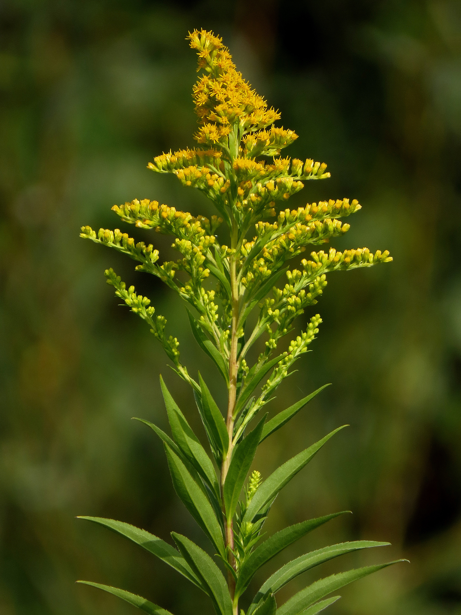 Meet the plant that can smell its attacker approaching