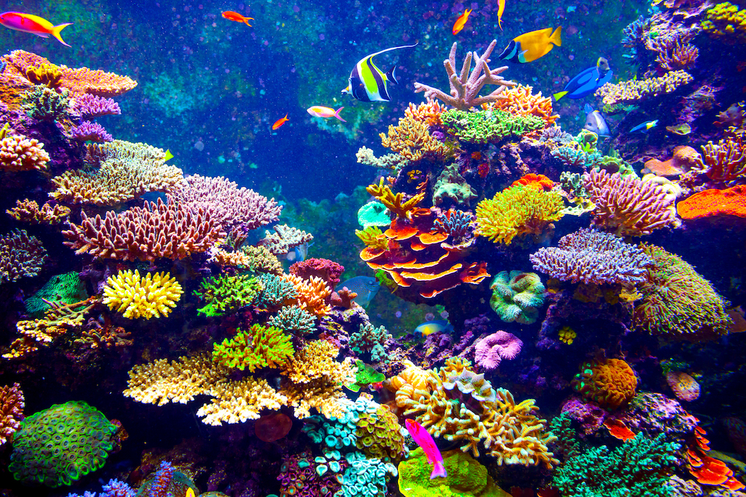 Coral proving to be resilient against ocean acidification