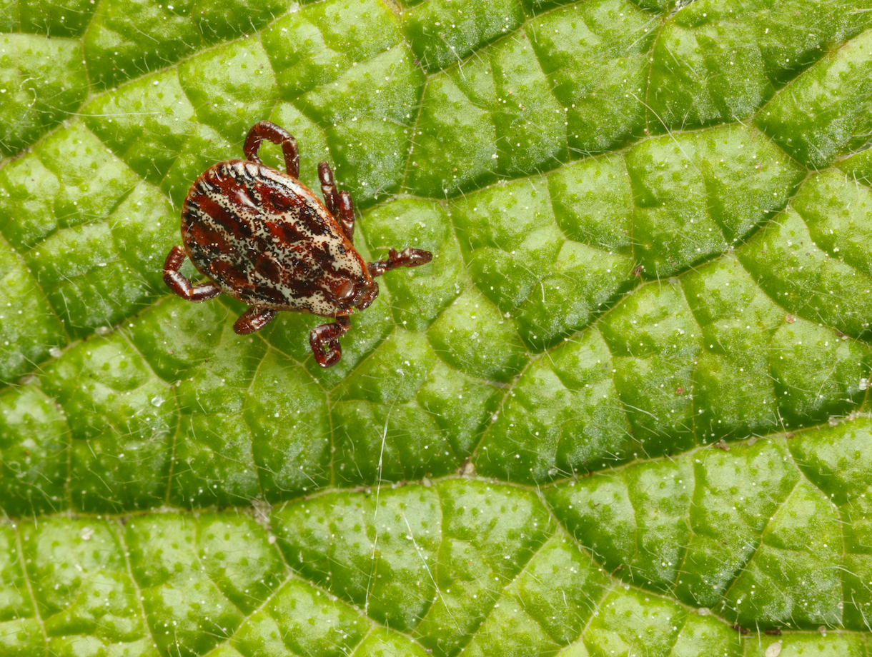 Tick populations set to increase with climate change