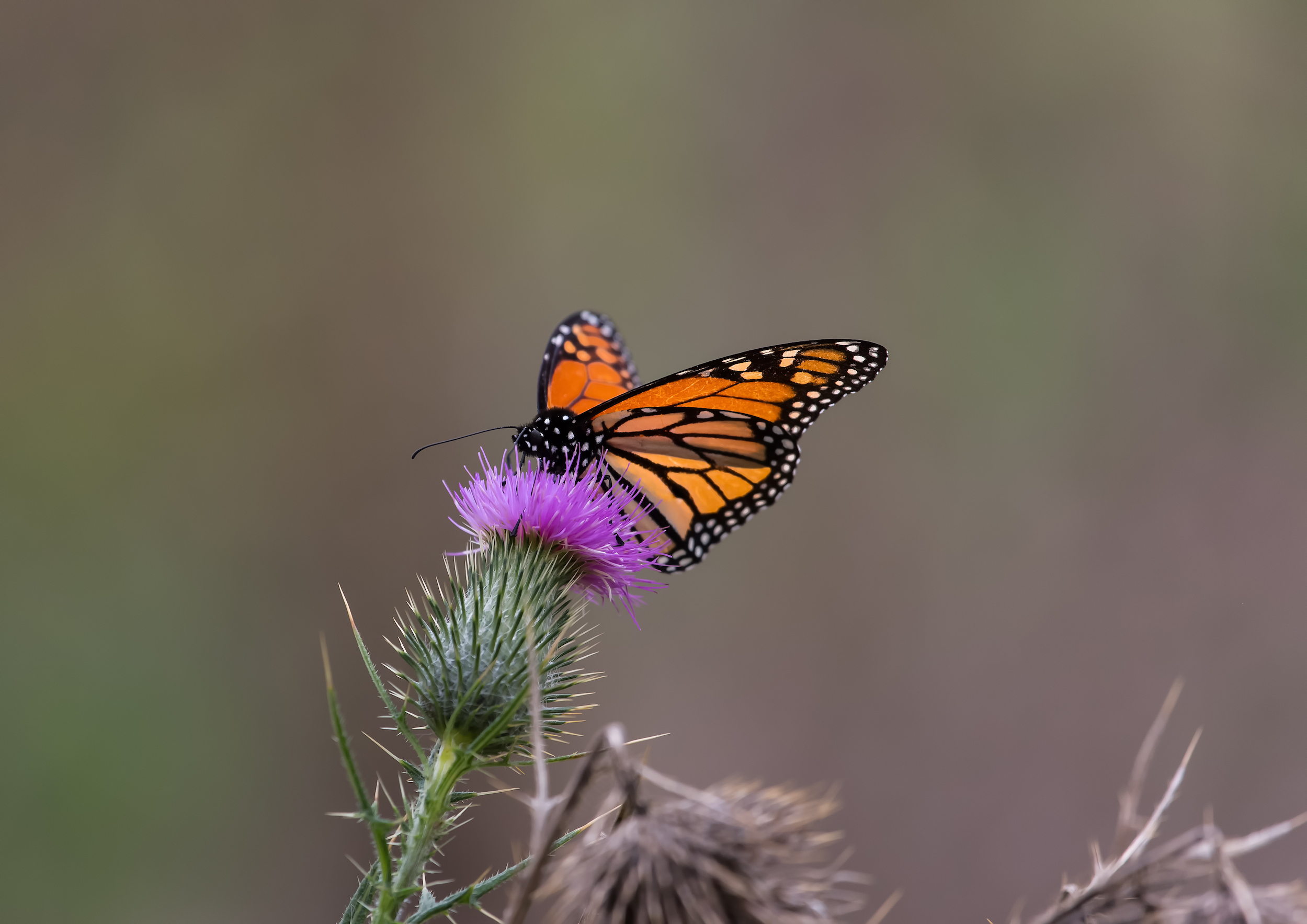 Western monarch butterflies could soon go extinct