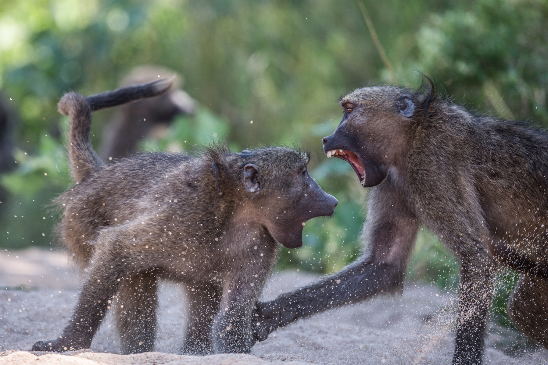 Fighting is infectious among groups of monkeys