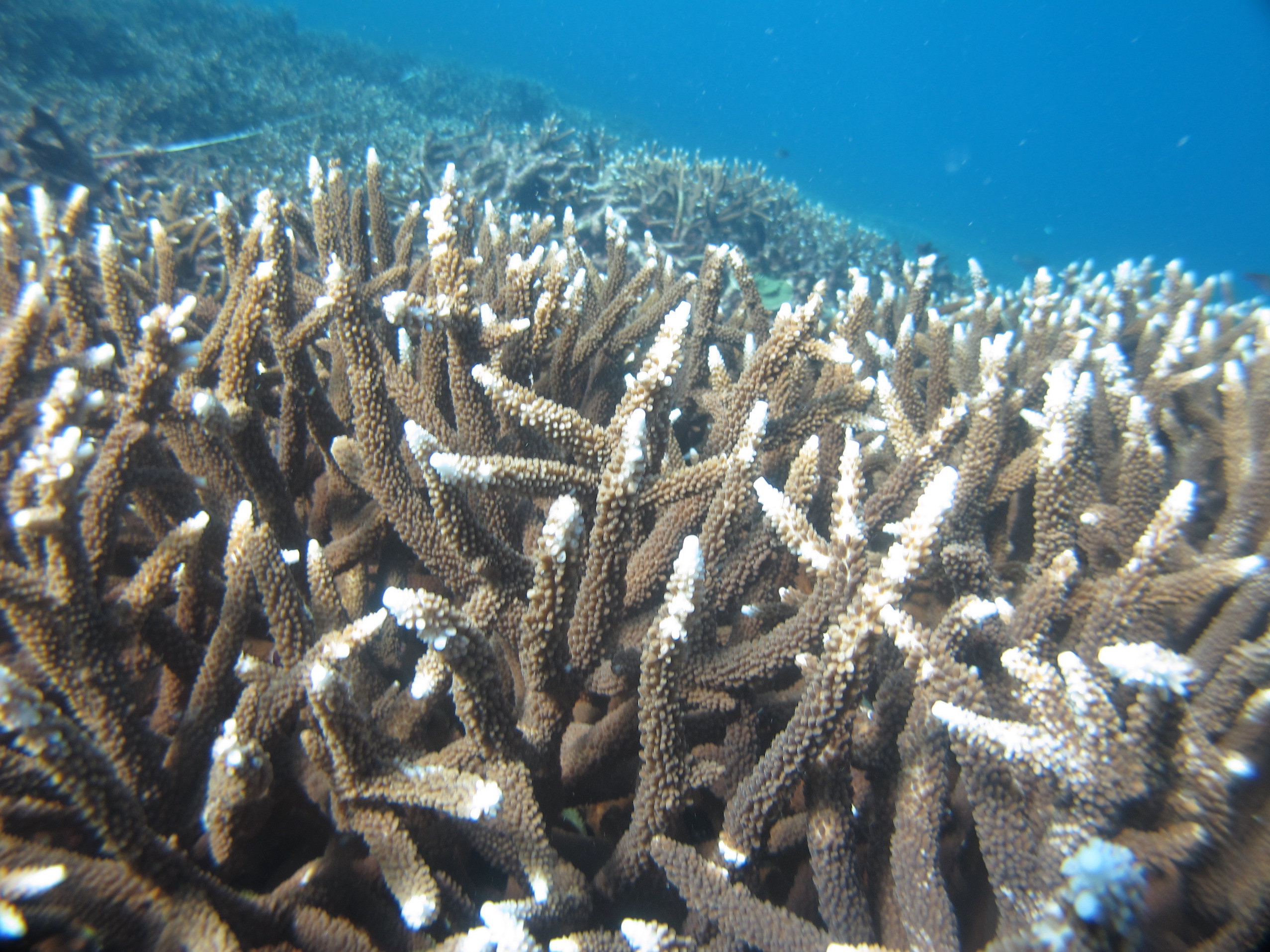 Great Barrier Reef coral loss dates back almost a century
