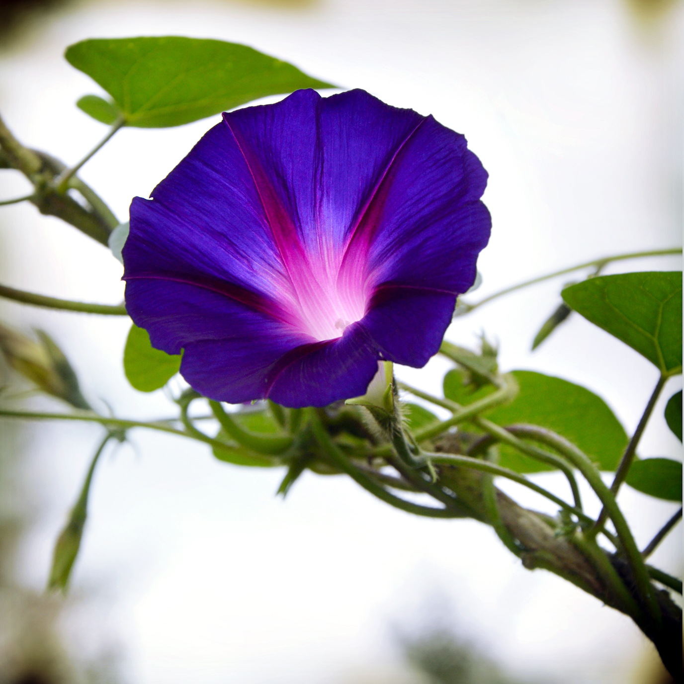 Gene editing tool can change the color of plants