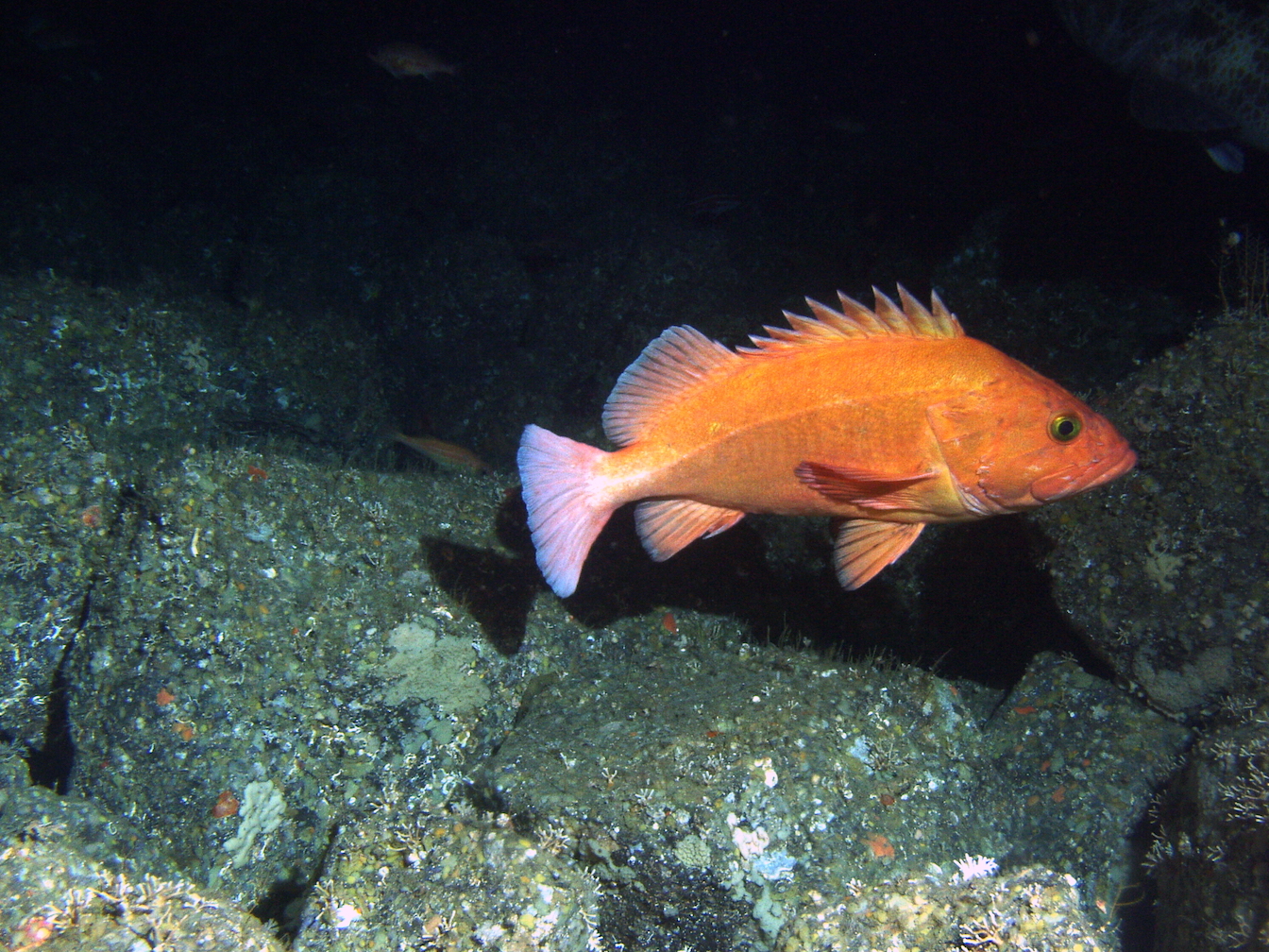 Older fish are rapidly disappearing due to overfishing