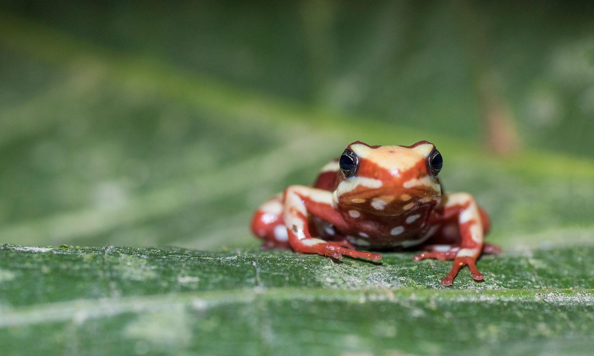 How do poison frogs keep from poisoning themselves?