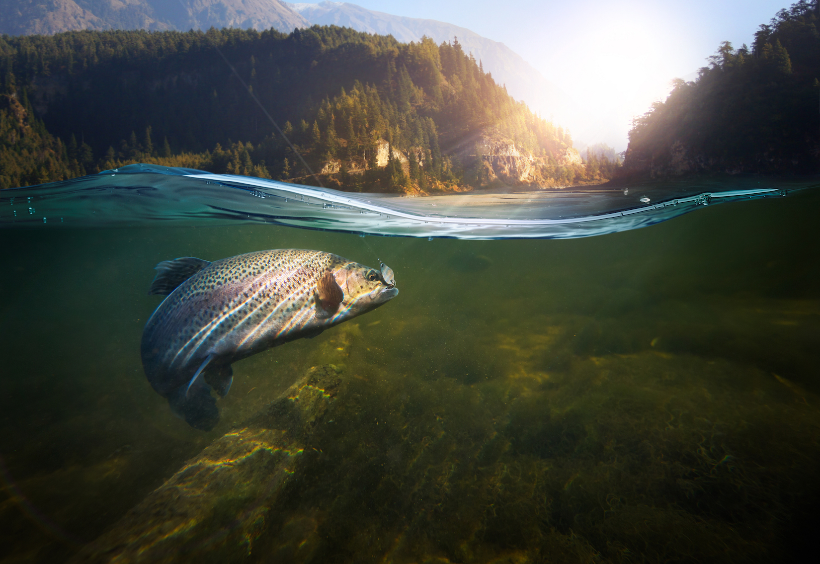 Ancient DNA reveals how long fish have been living in our lakes