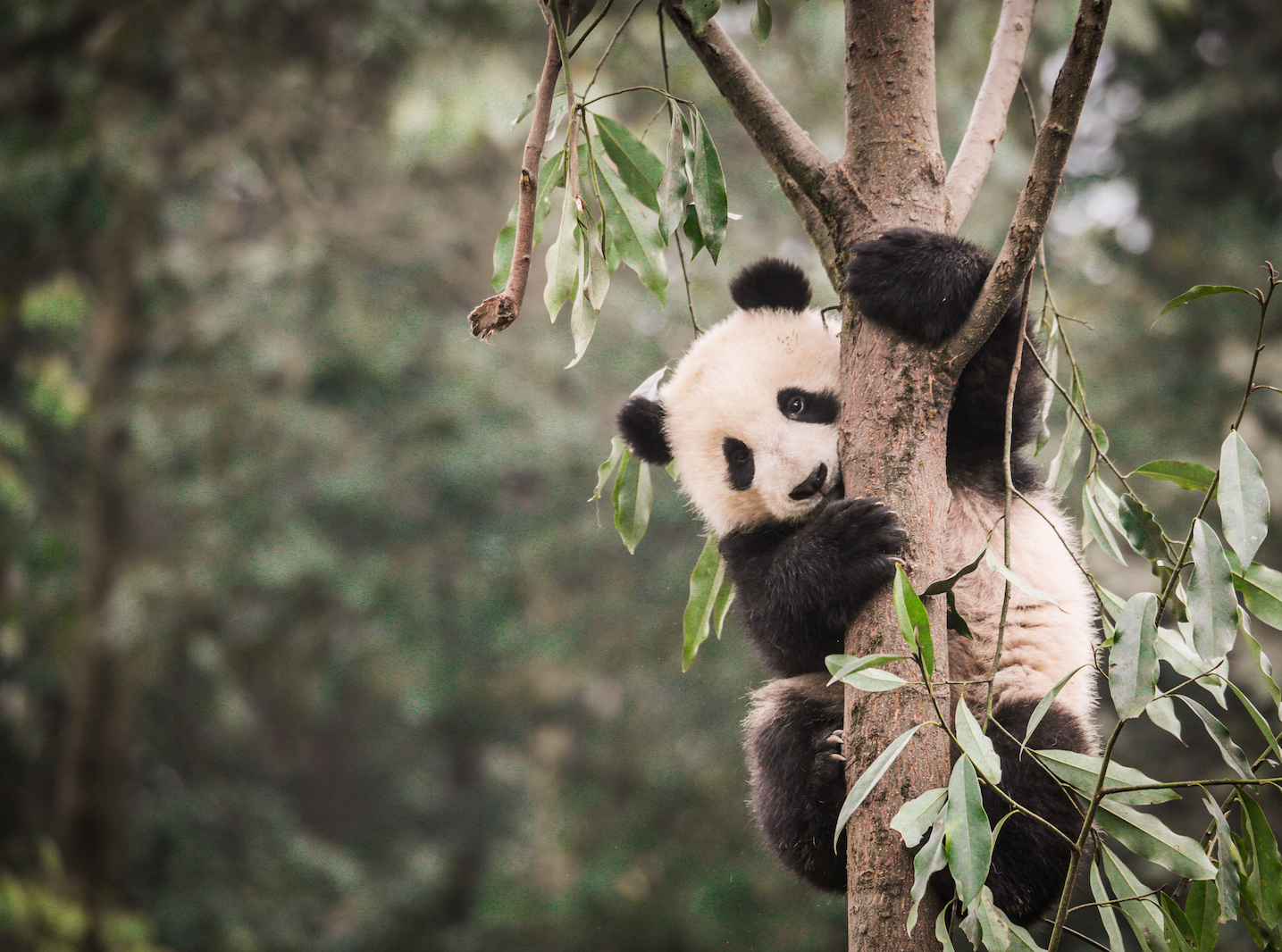 Panda habitats are shrinking and becoming more splintered