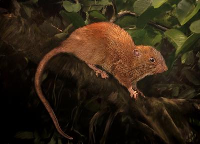 New giant rat species found hanging out on the Solomon Islands