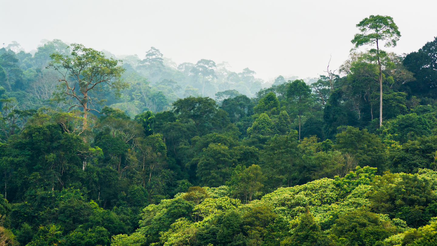 Tropical forests can no longer absorb excess carbon dioxide
