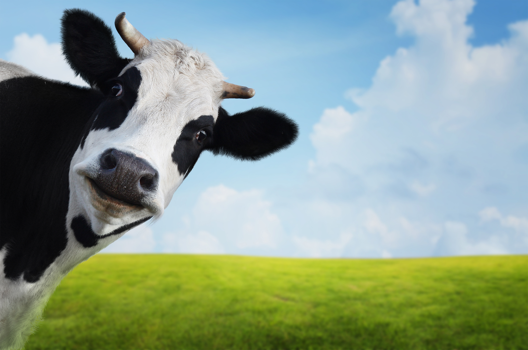 Agriculture causes even higher methane emissions than reported