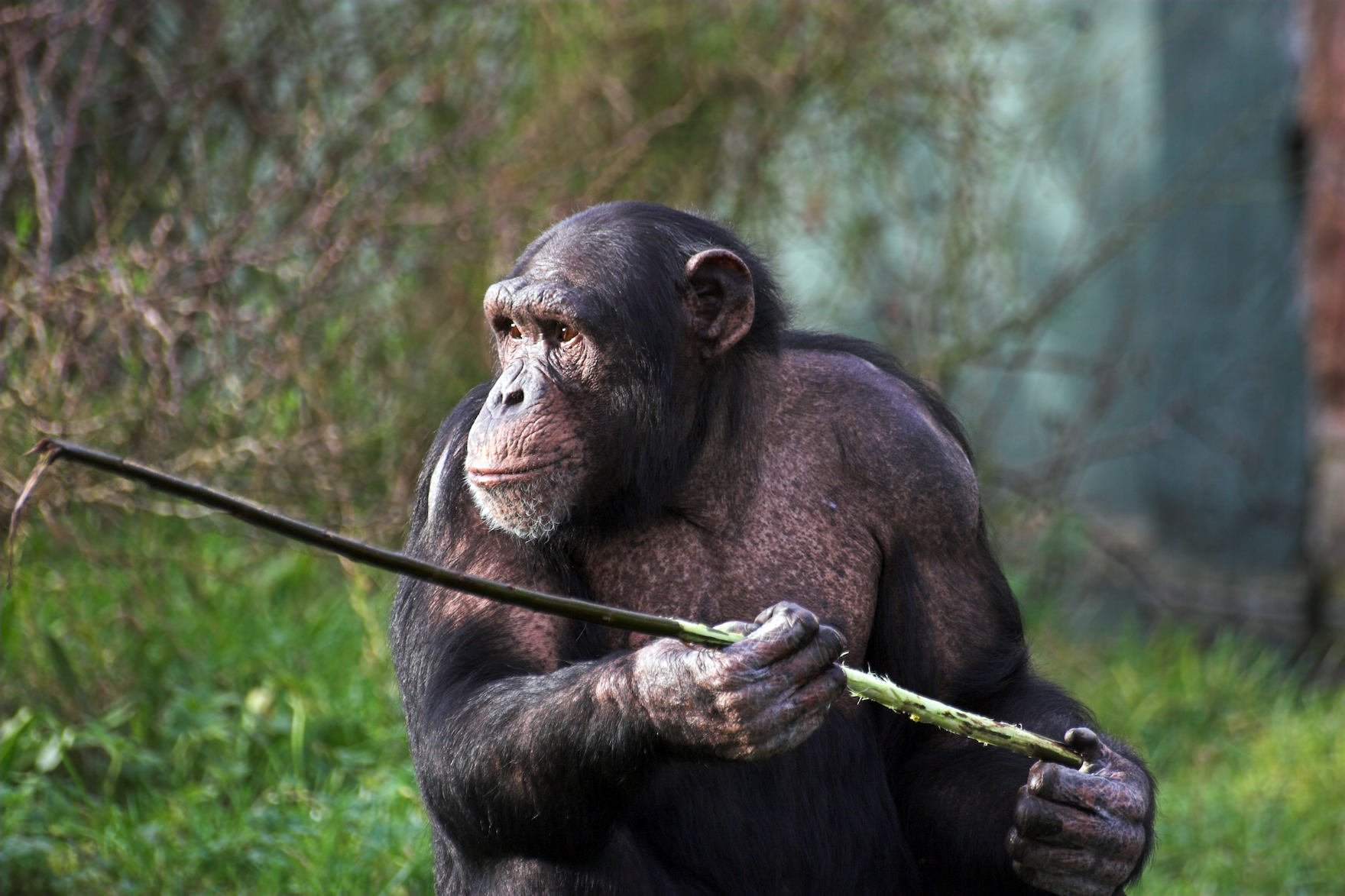 Chimpanzees can learn how to use tools without demonstration
