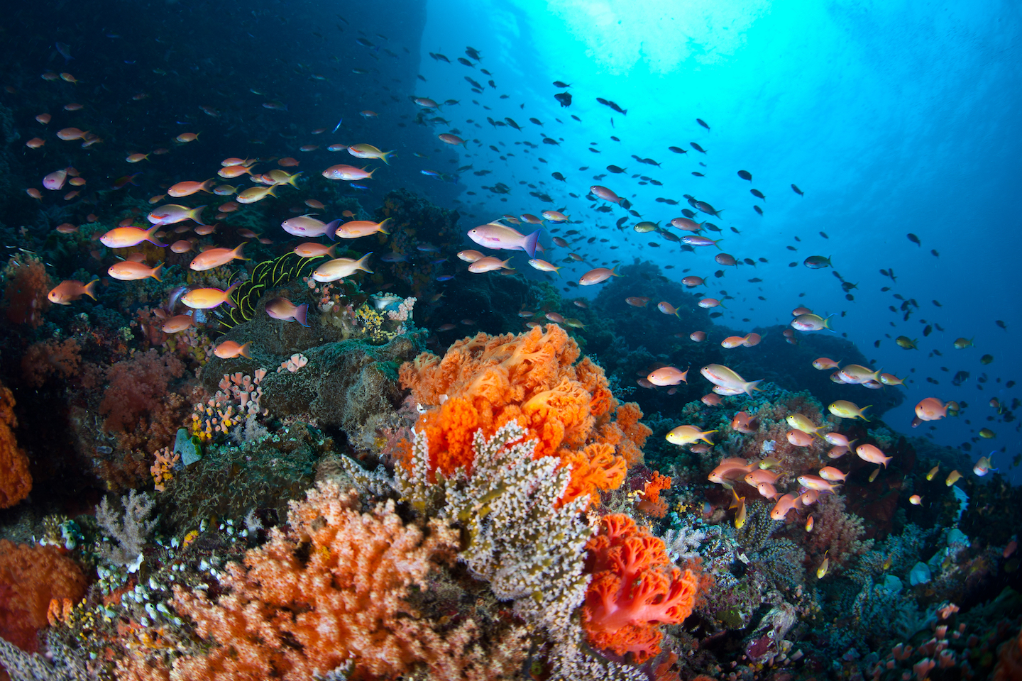 Scientists team up to save coral reefs from climate change