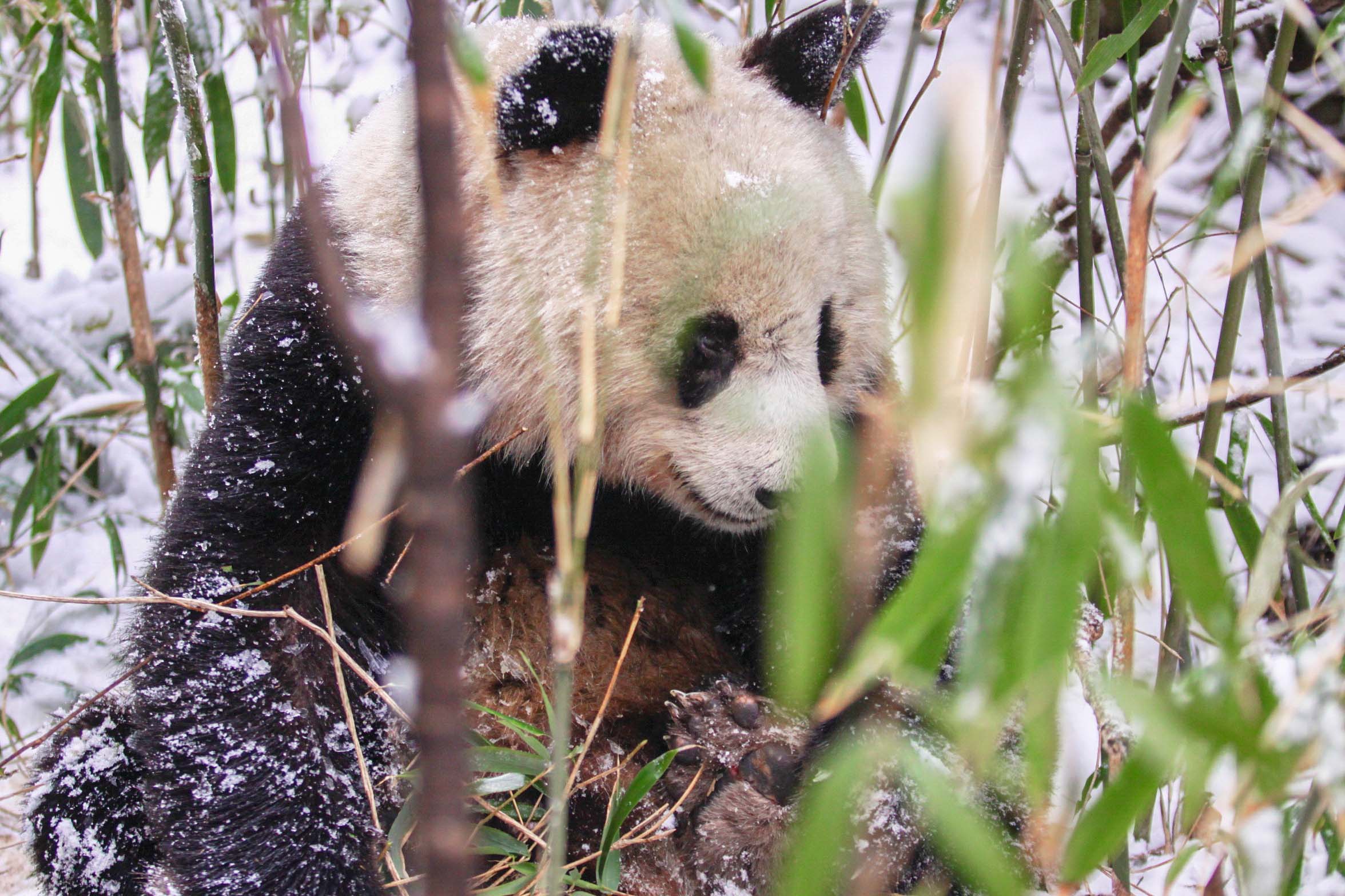 Increased livestock grazing is shrinking panda habitats