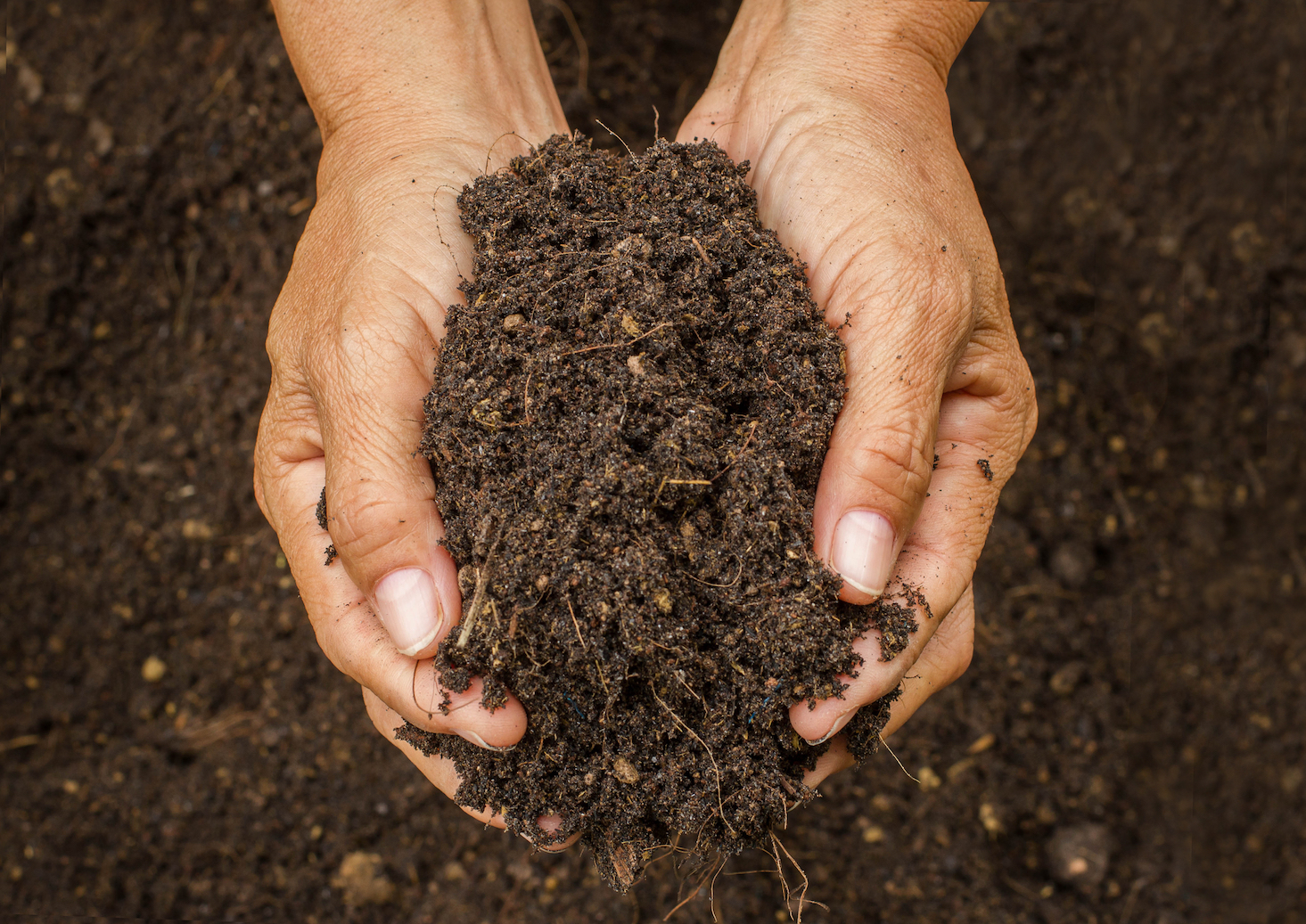 Soil could trap huge amounts of CO2 to battle climate change