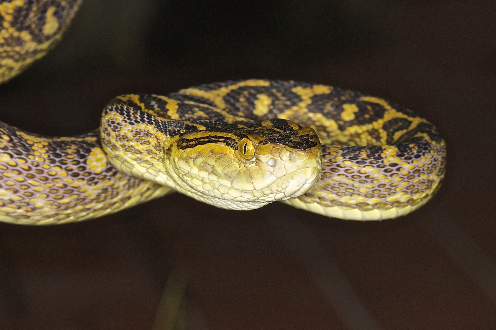 Why poisonous snake venom is such a dangerous weapon
