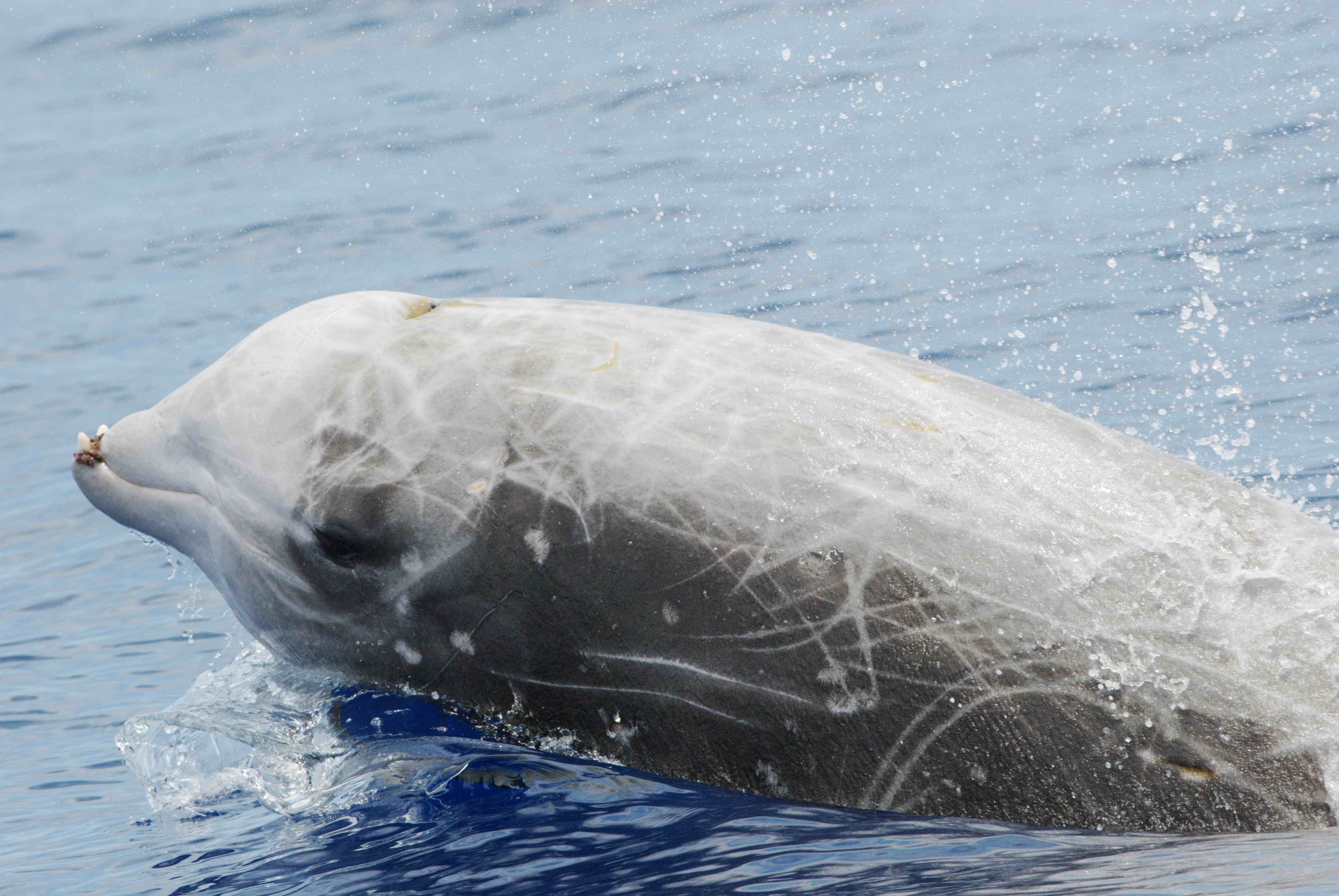 Beaked whales break the mold and dive deeper for more prey
