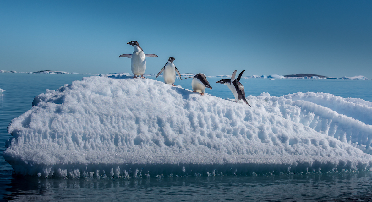 Antarctic marine sanctuary proposed after devastating animal loss