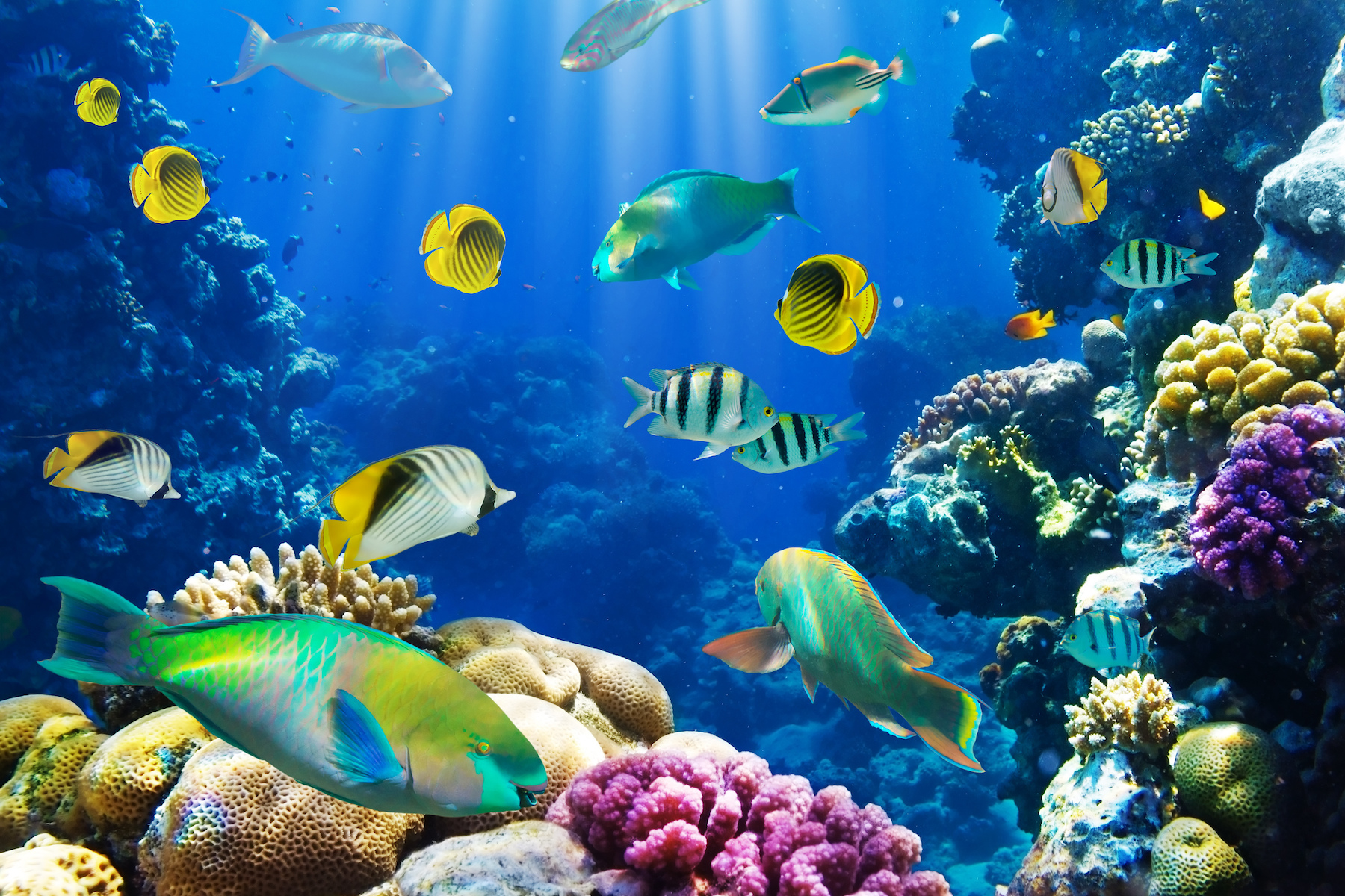 Warming waters will alter the distribution of marine life