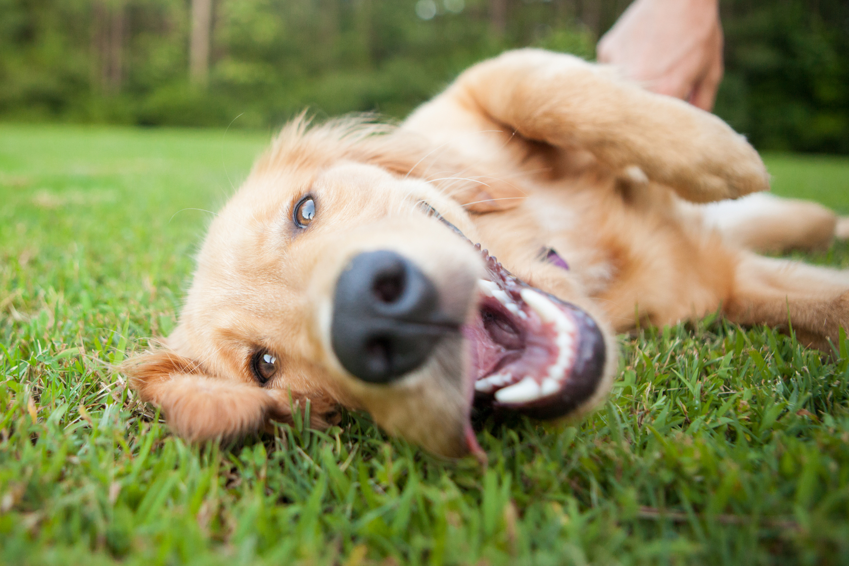 Dogs are more expressive when they know you’re looking