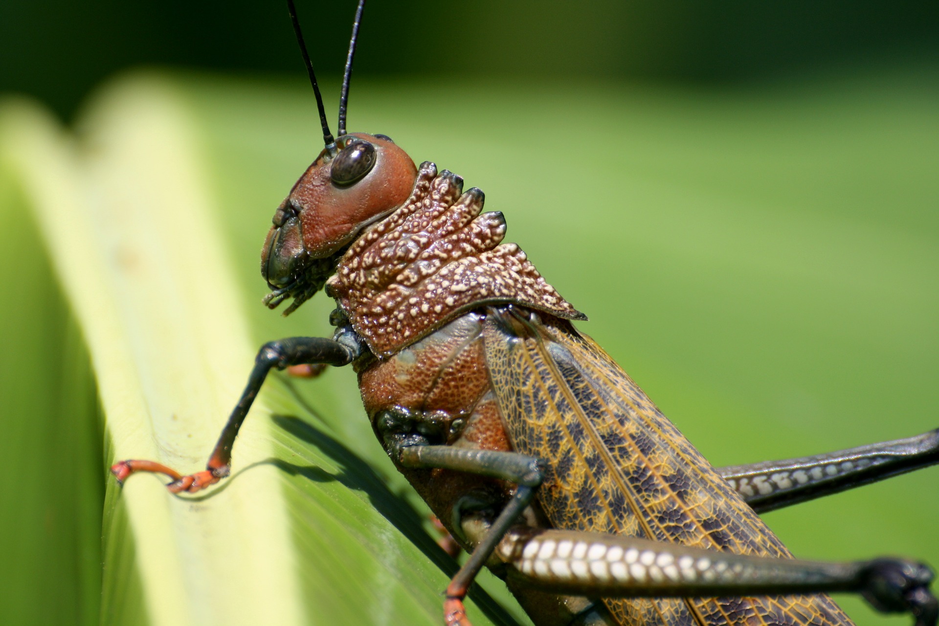 75 percent of insects lost in protected nature reserves