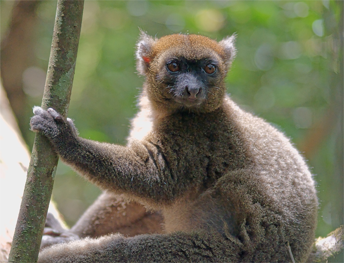 Bamboo lemurs may starve to death due to climate change