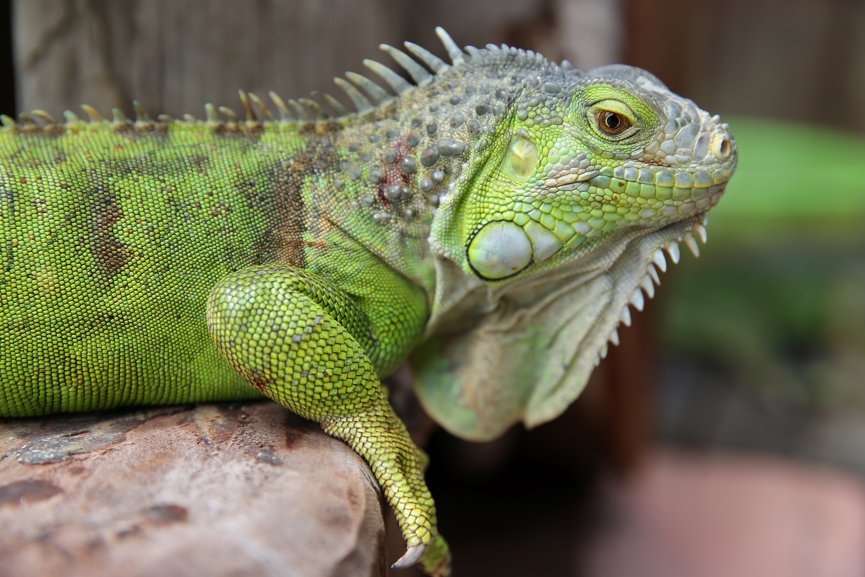 New concerns over keeping exotic reptiles and amphibians as pets