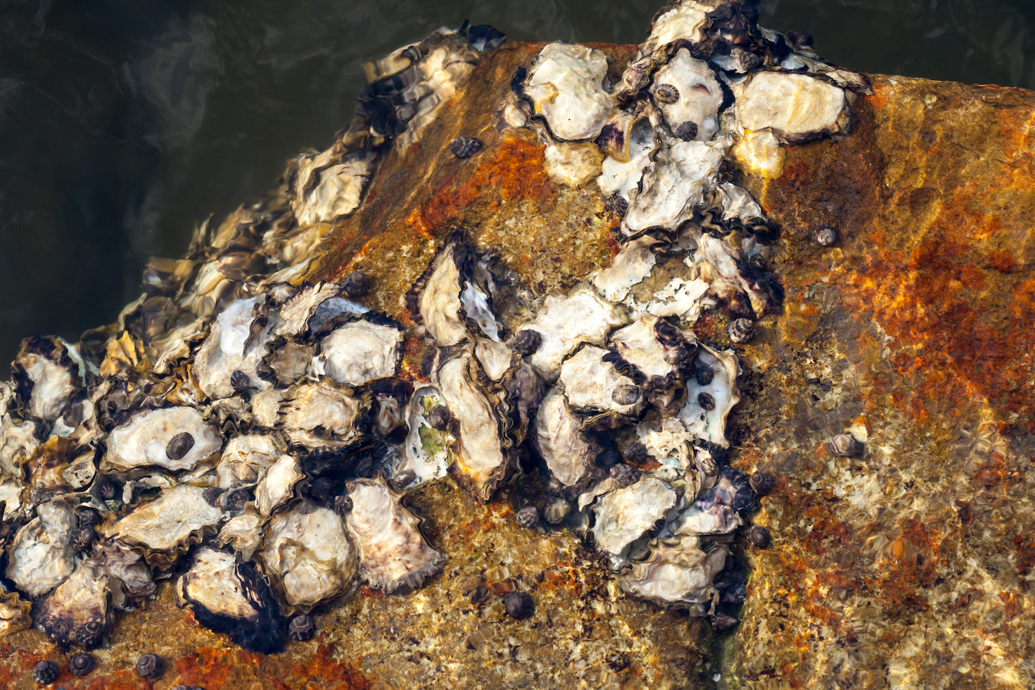 Marine reserves thrive more with habitat restoration strategies