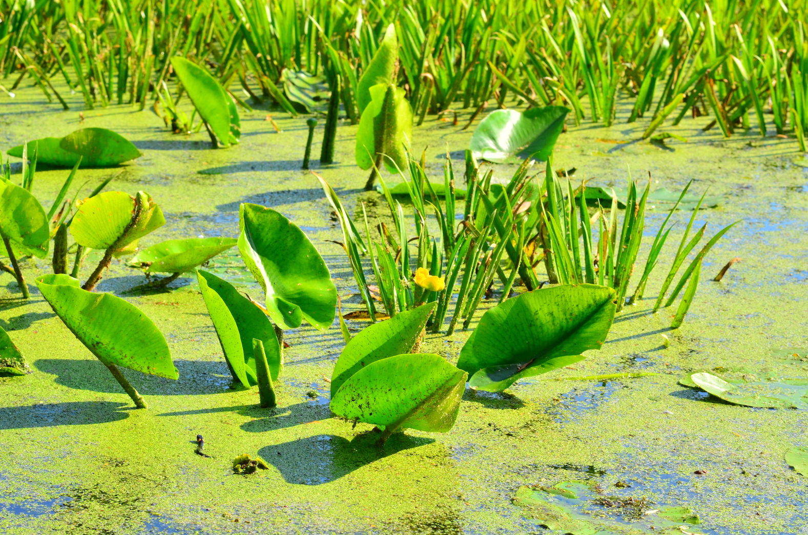 Good news! Peatland plants are equipped to survive climate change