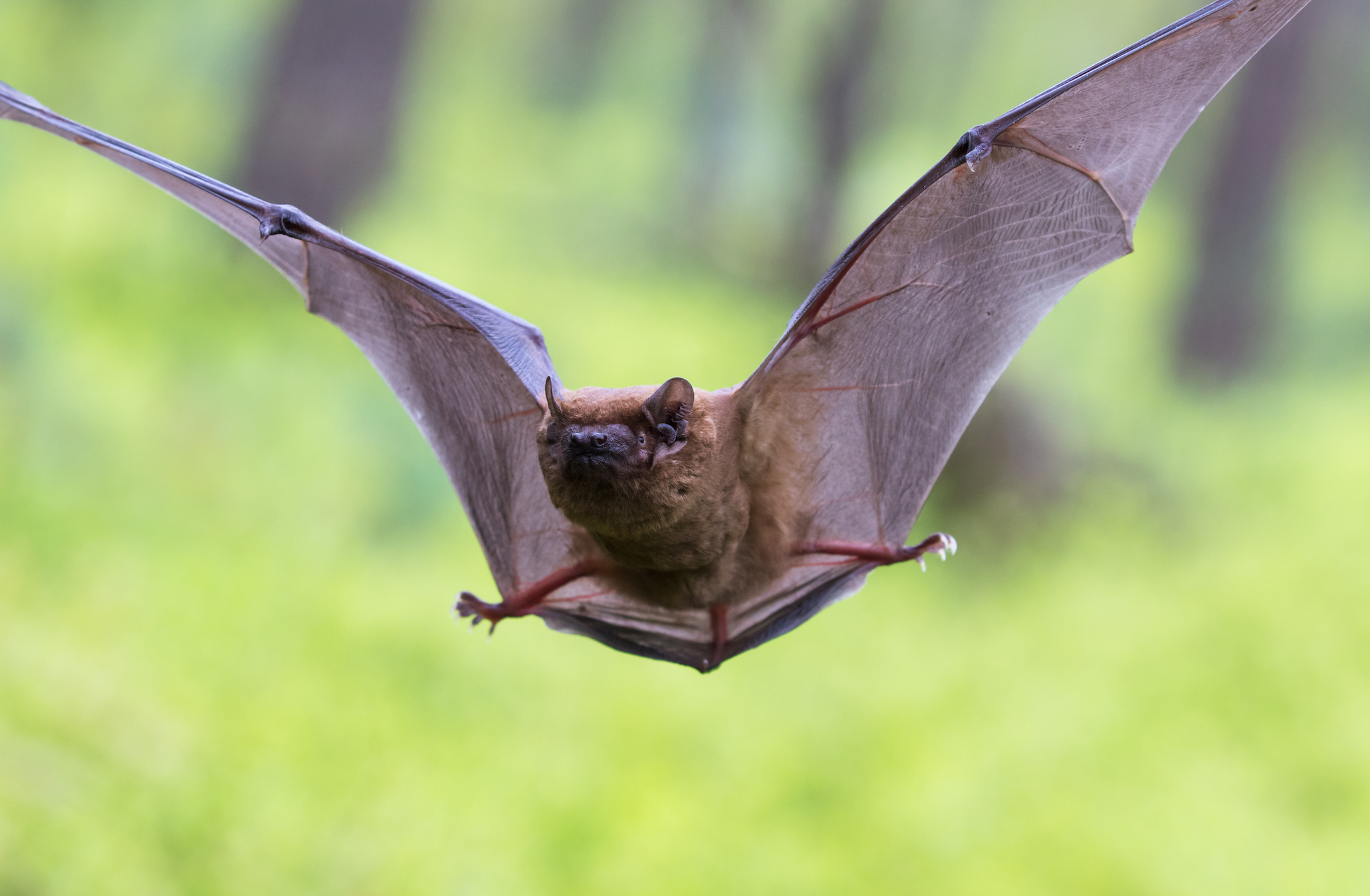 Bat poop actually provides valuable insights about climate change