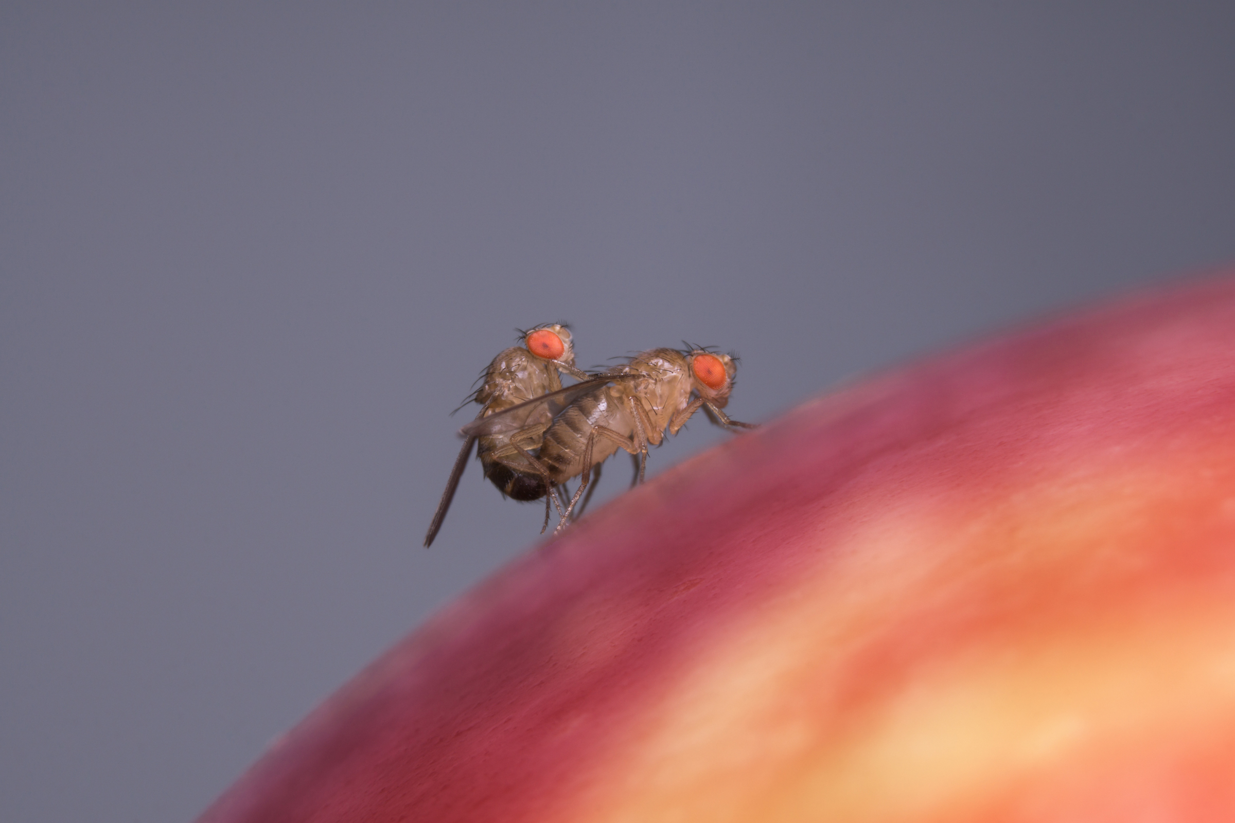 For flies, smelling like food will get you a girlfriend