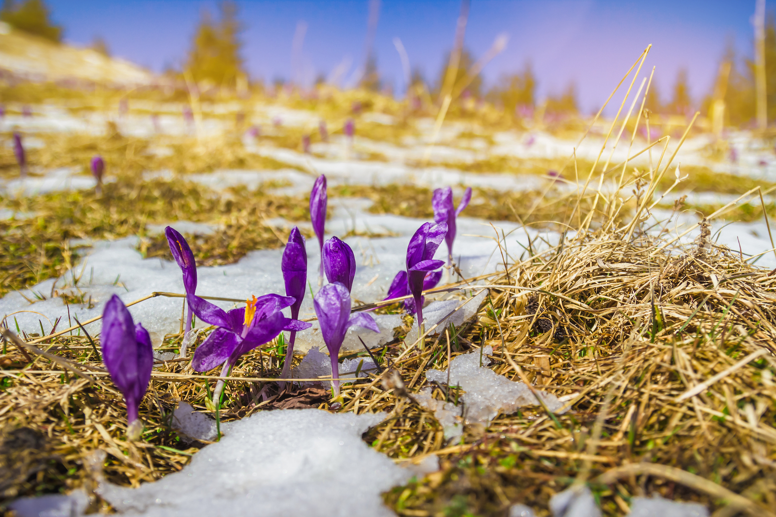 Earlier spring actually helps combat carbon emissions