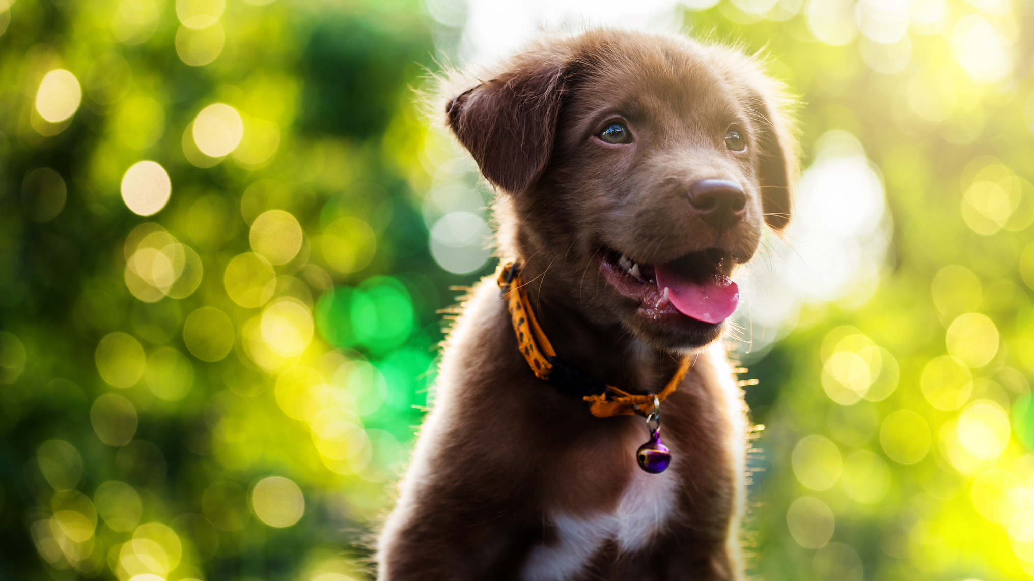 Dogs can’t see the difference between red and green colors