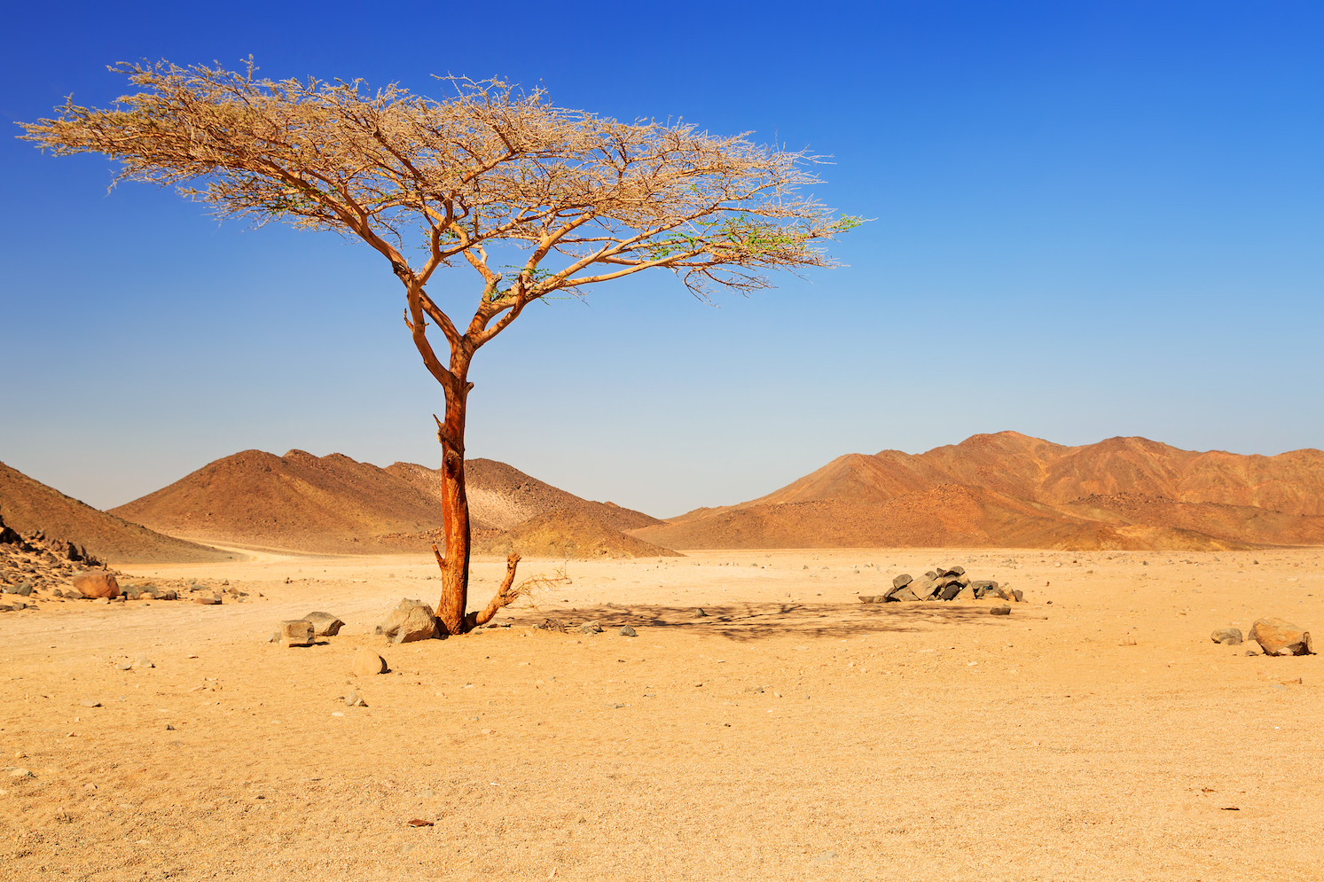 Africa used to be wet and humid until the Arctic changed everything