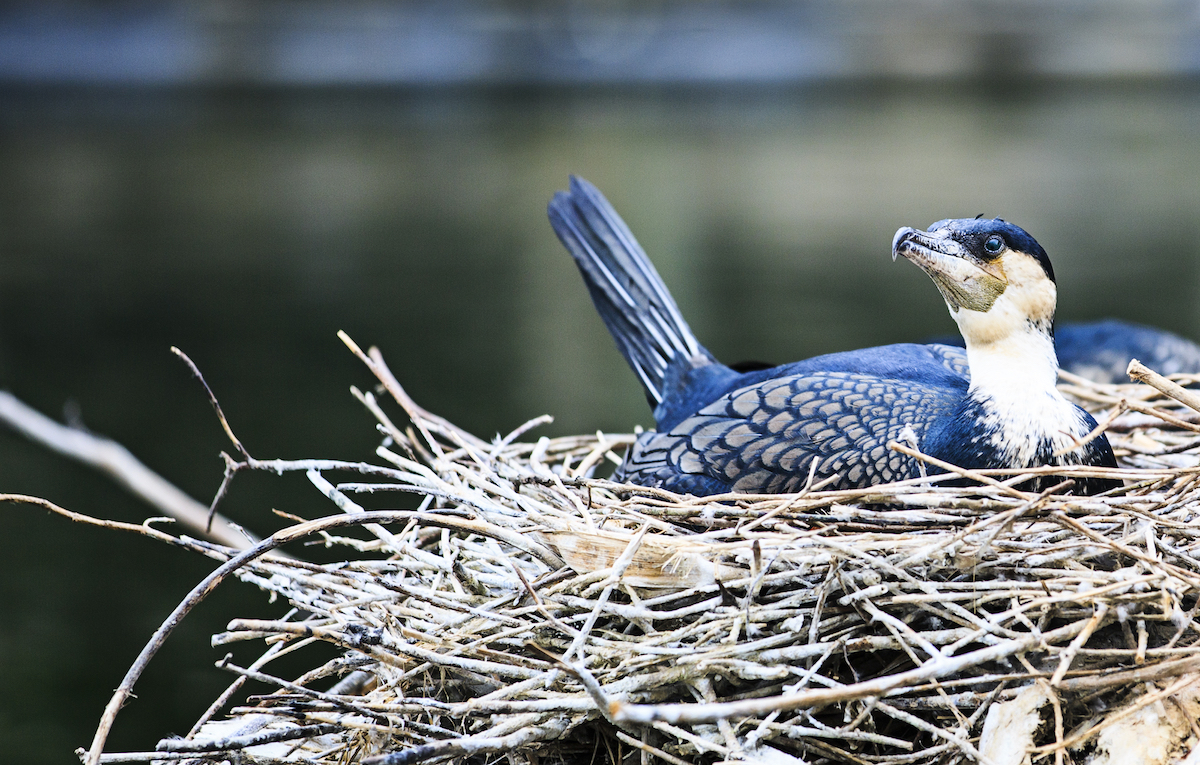 Birds in California are nesting earlier due to climate change