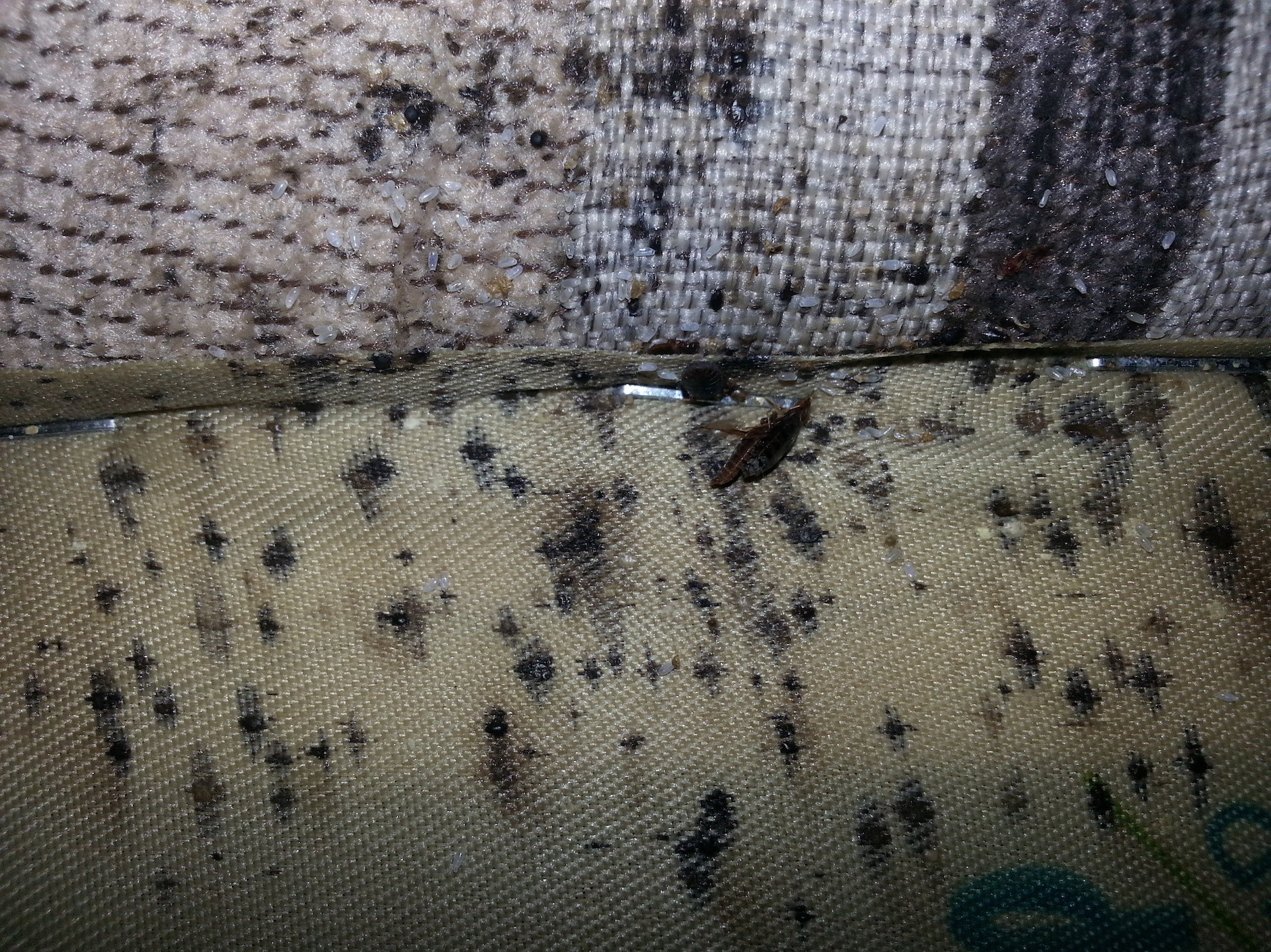 Strategies for managing new pests brought by climate change