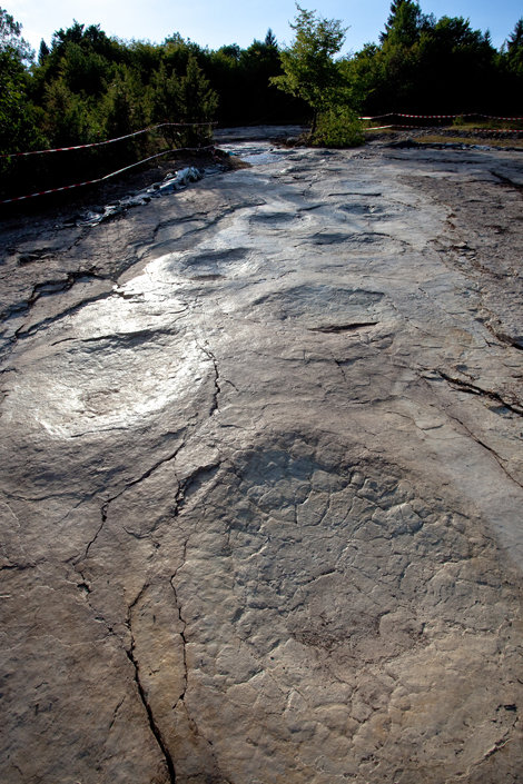 Dinosaur who left longest footprint trail named Thunderfoot