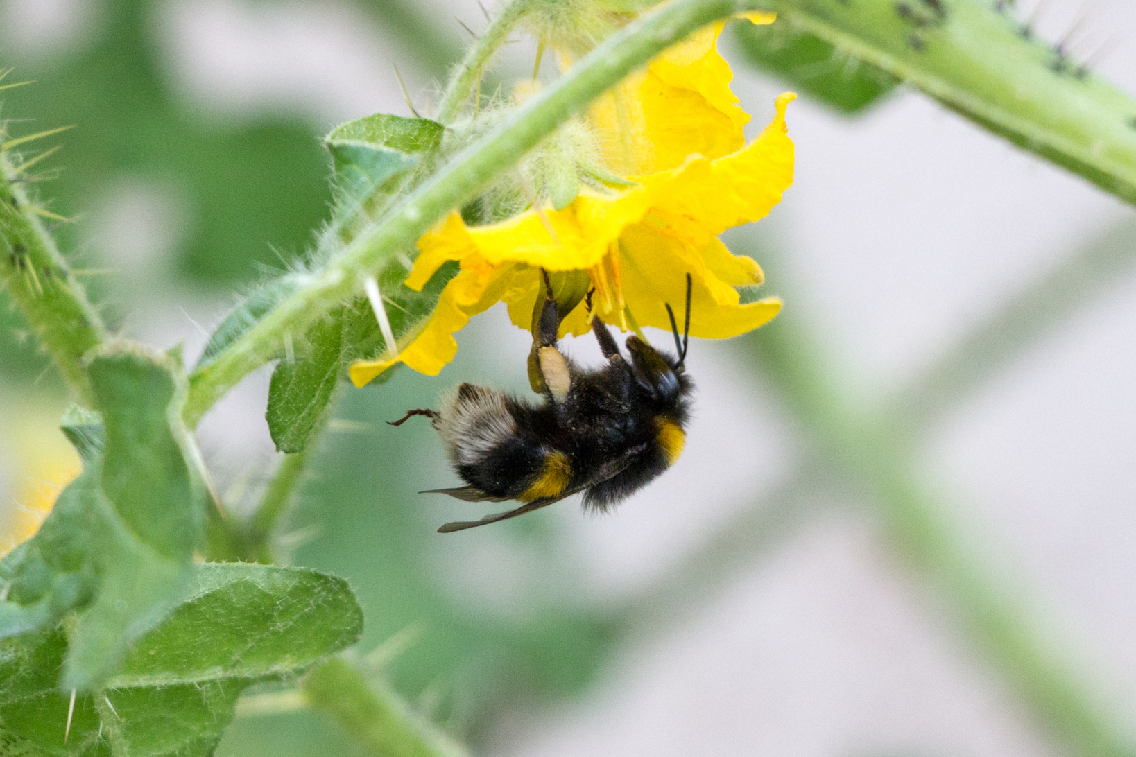 Pesticides stop bumblebees from buzzing and collecting pollen