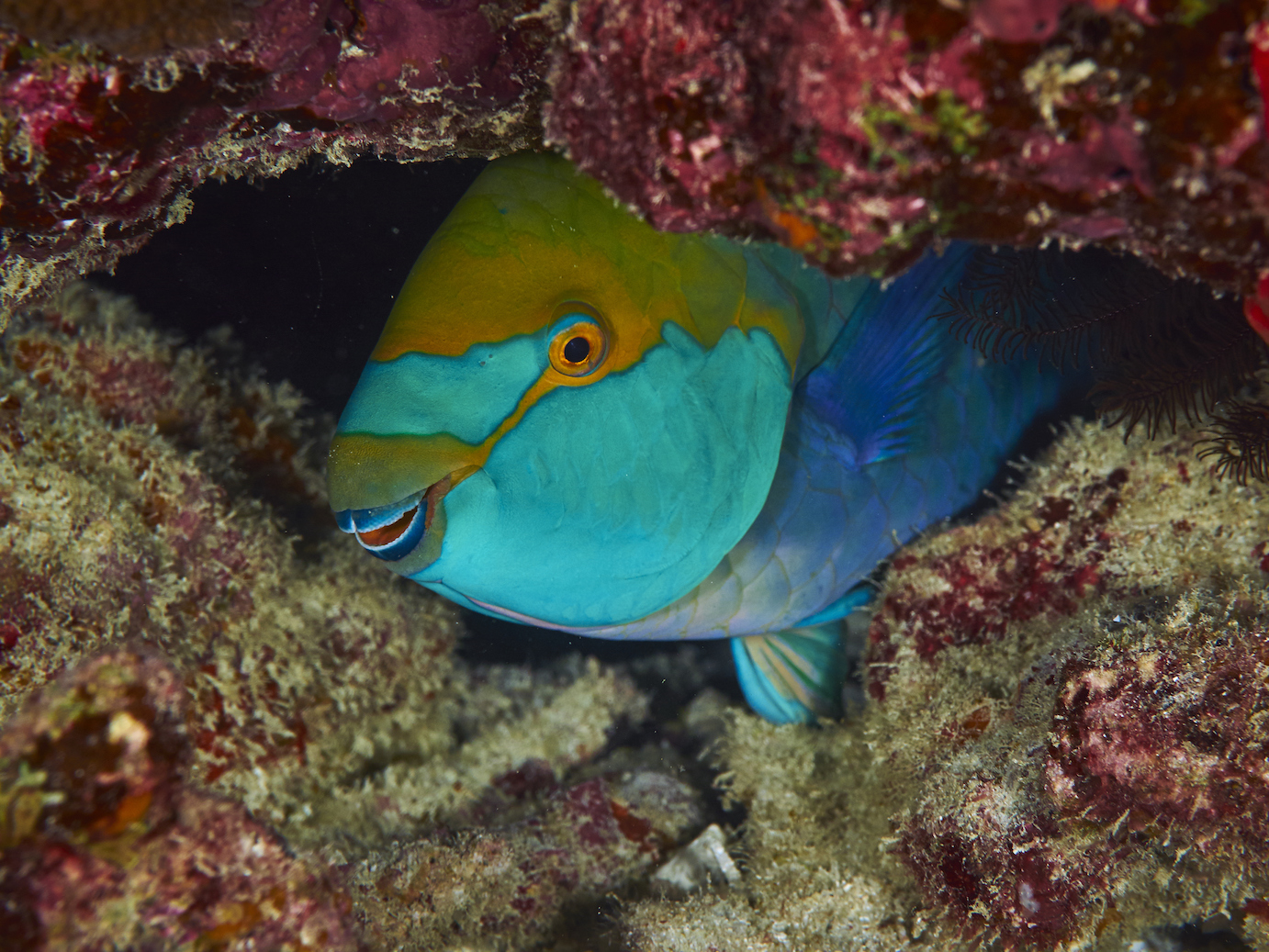 Don’t underestimate the incredible bite of the parrotfish
