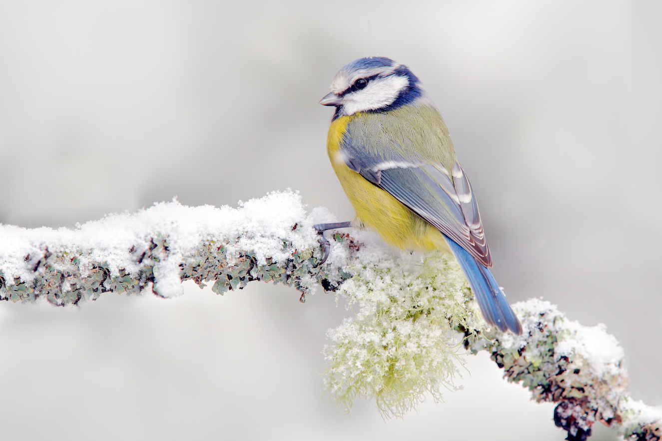 Songbirds adapt their tune to different situations