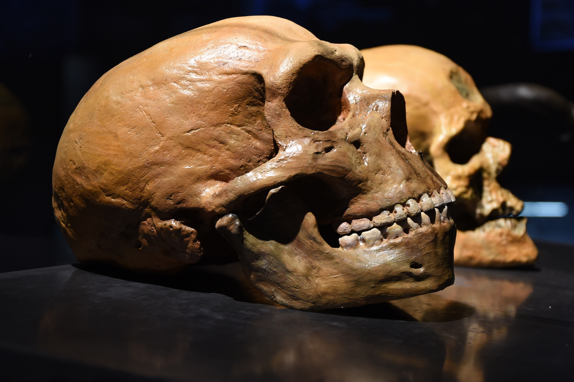 Human evolution involved overlapping eras, new research finds