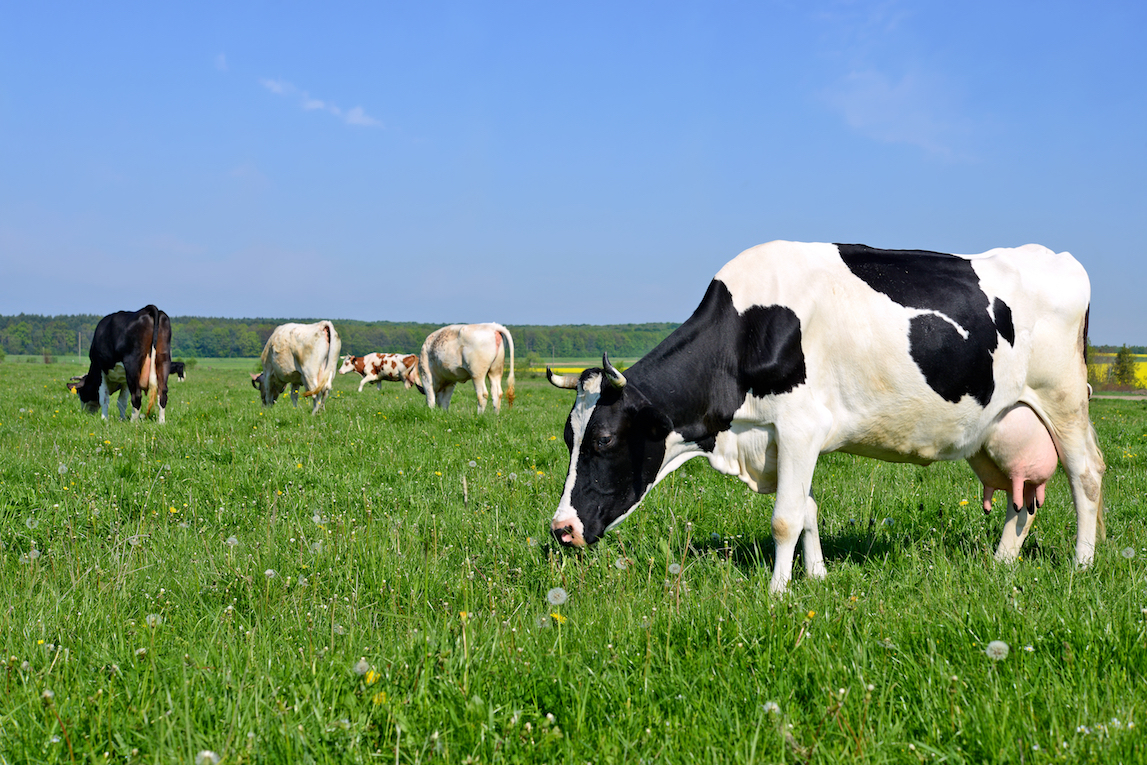 The use of antibiotics on animals is contaminating soil