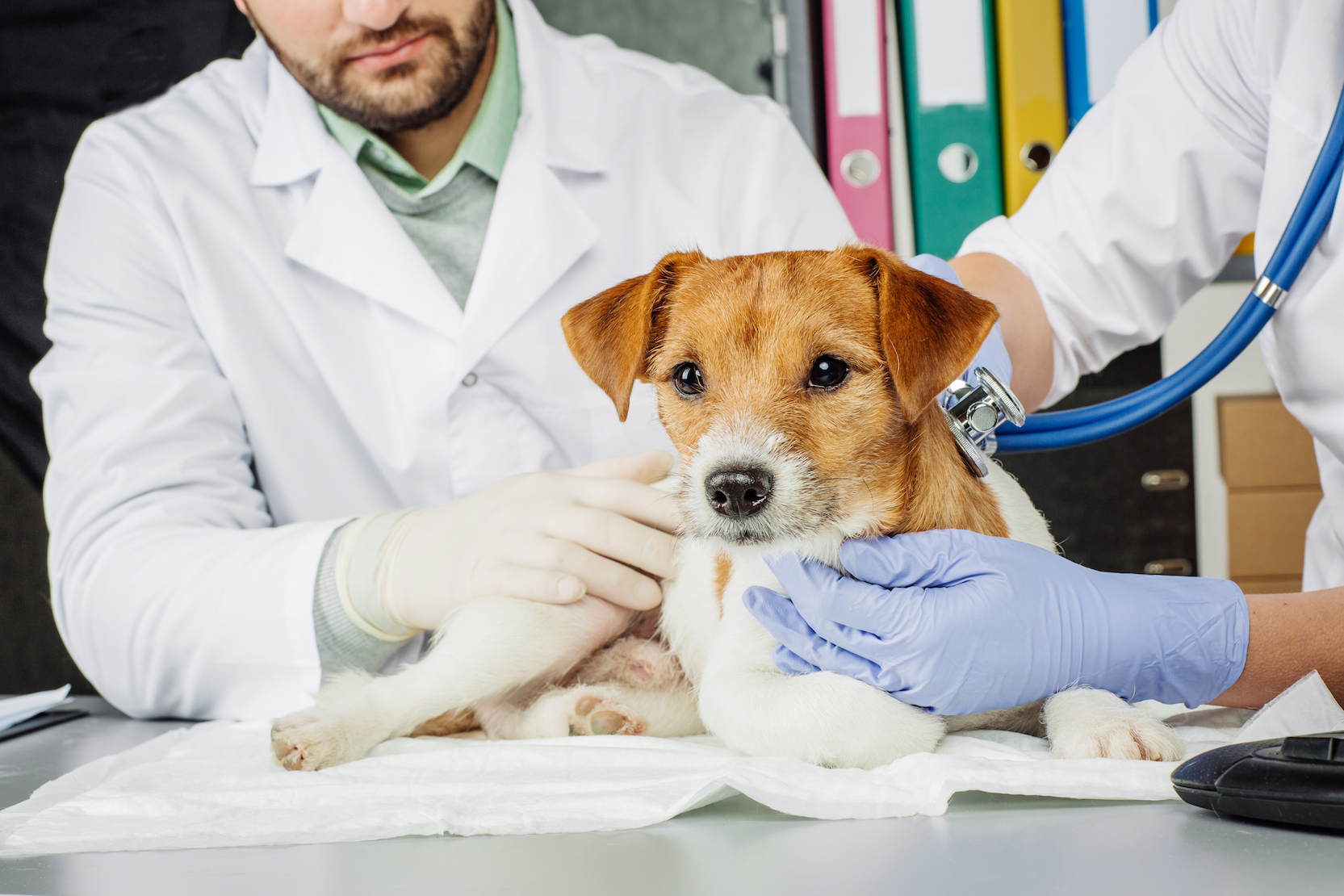 Pets are harmed by some homeopathic treatments, scientists say