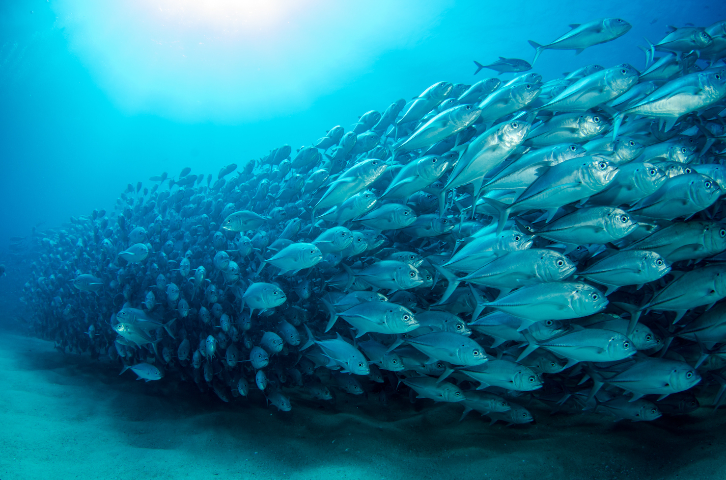 The key to swimming in a school of fish is focusing on neighbors