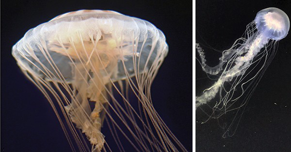 This everyday jellyfish is actually two separate species