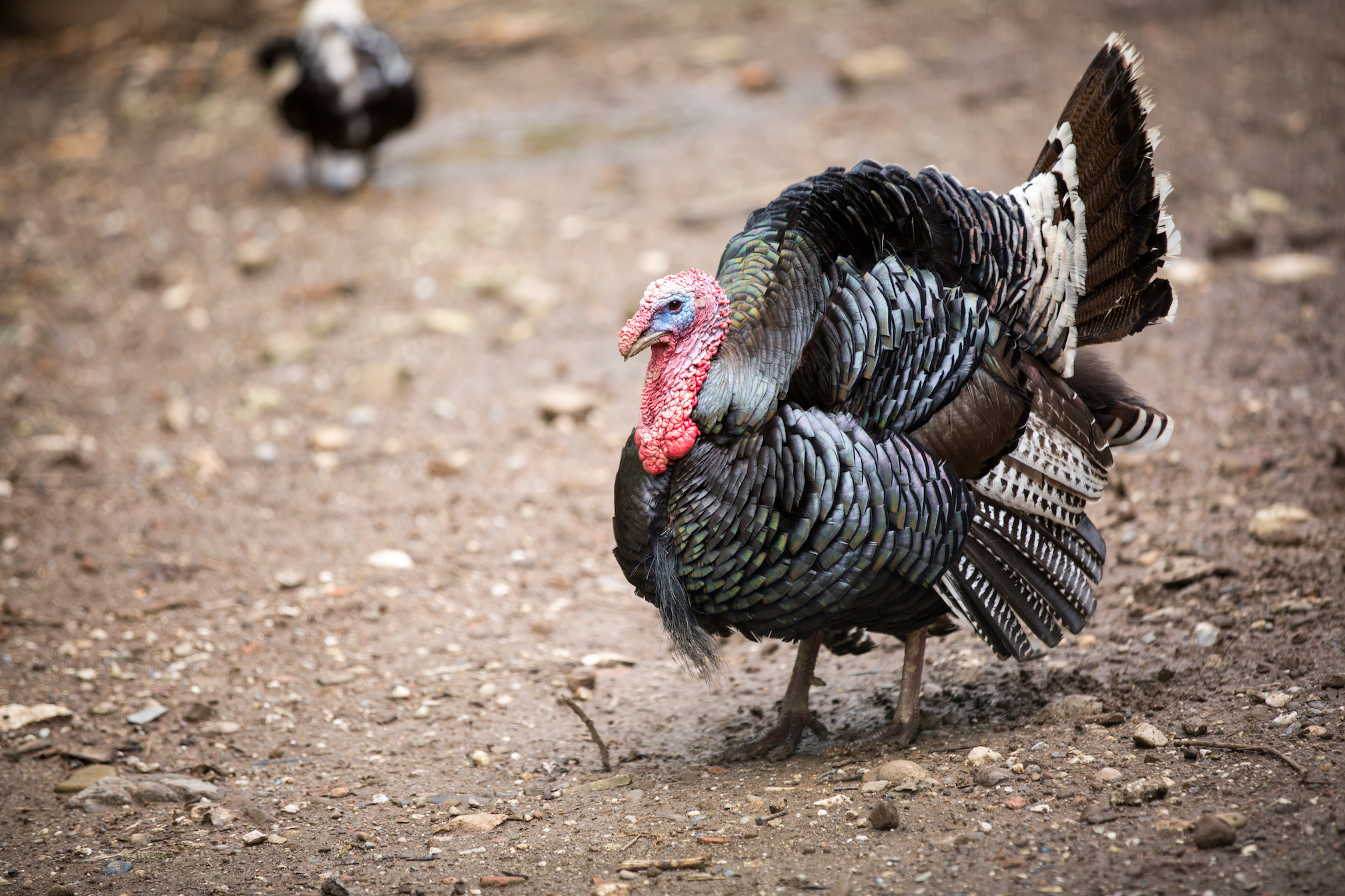 10 things you probably didn’t know about turkeys