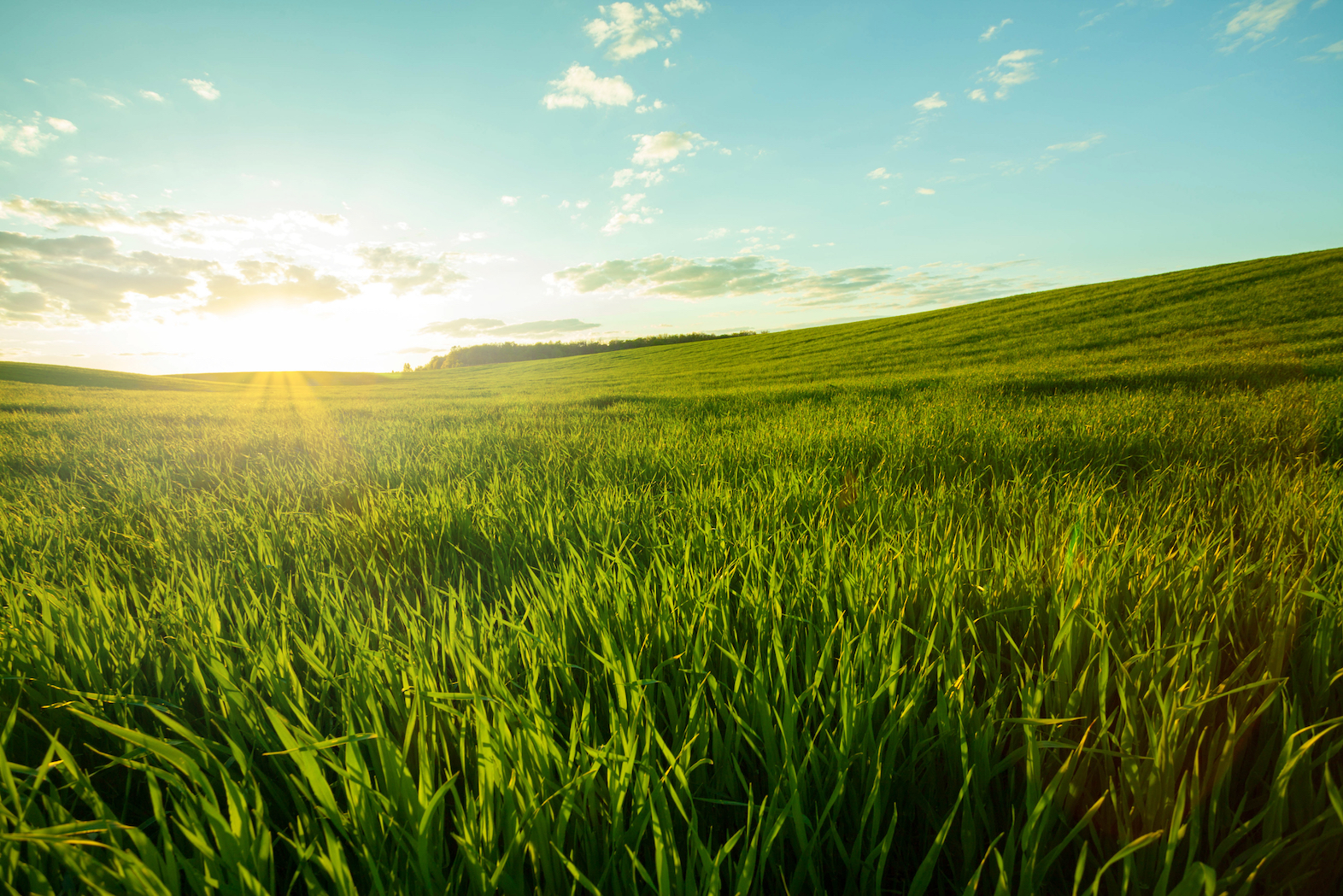 Meadows are surprisingly great at storing carbon