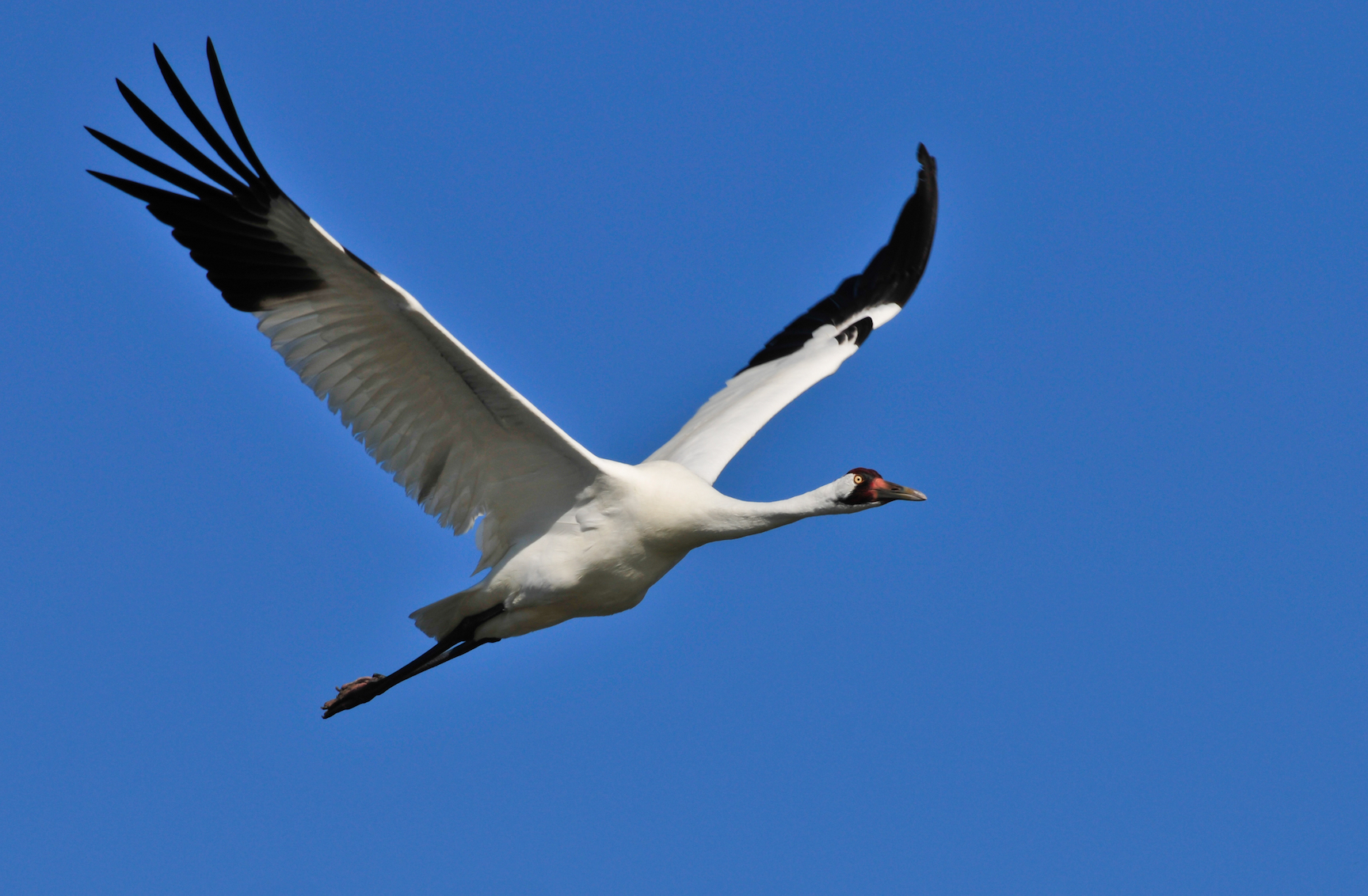 Whooping cranes often marry their childhood sweethearts