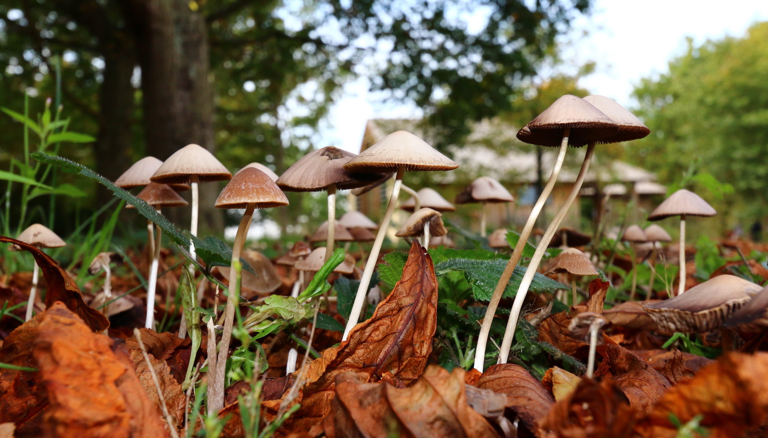 California could legalize psychedelic mushrooms next year