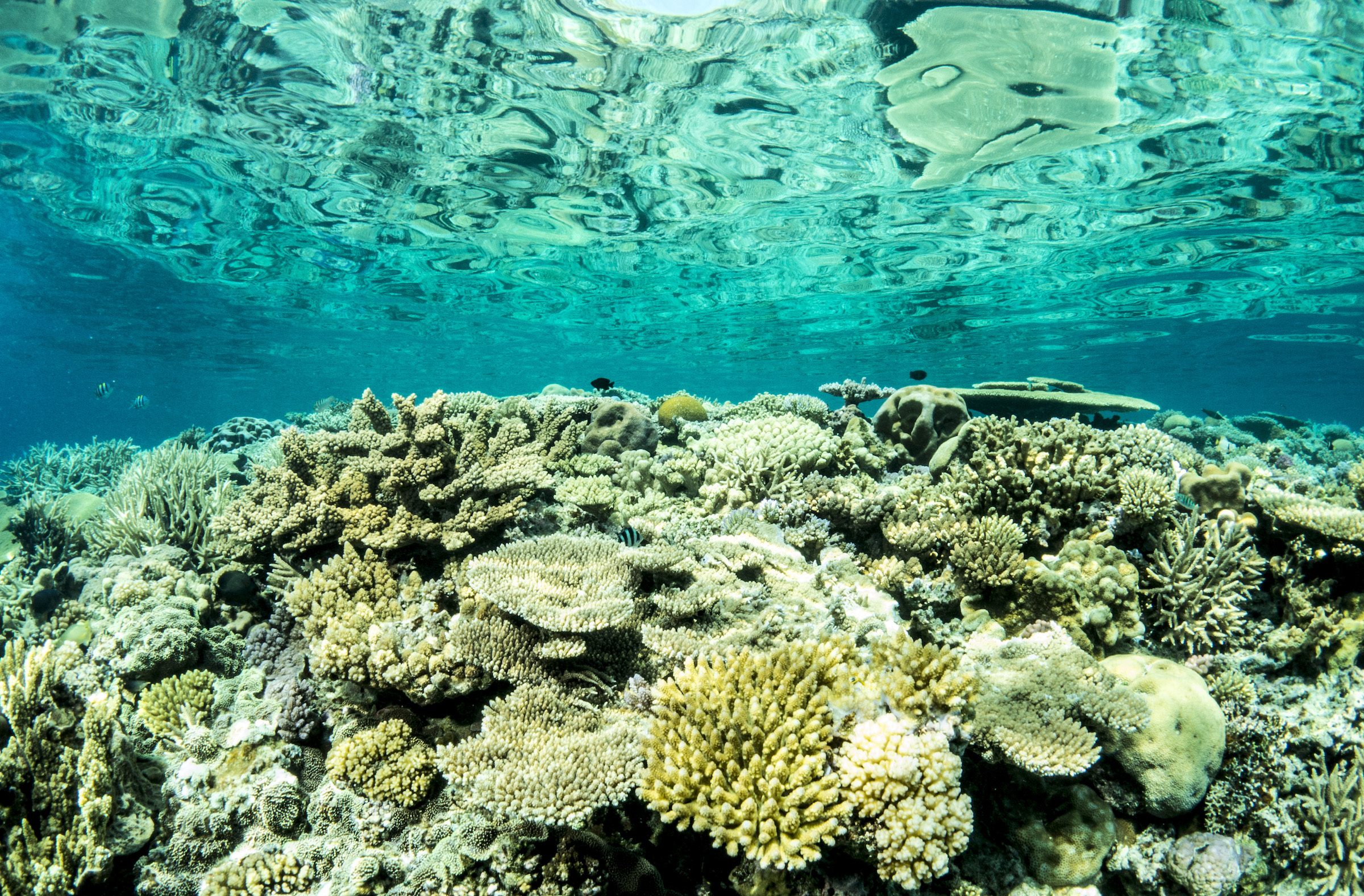 Key part of the Great Barrier Reef could boost wider regeneration