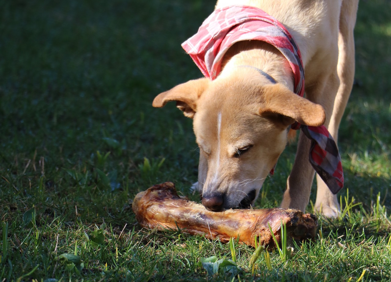Common bone treats are causing injury and death in dogs